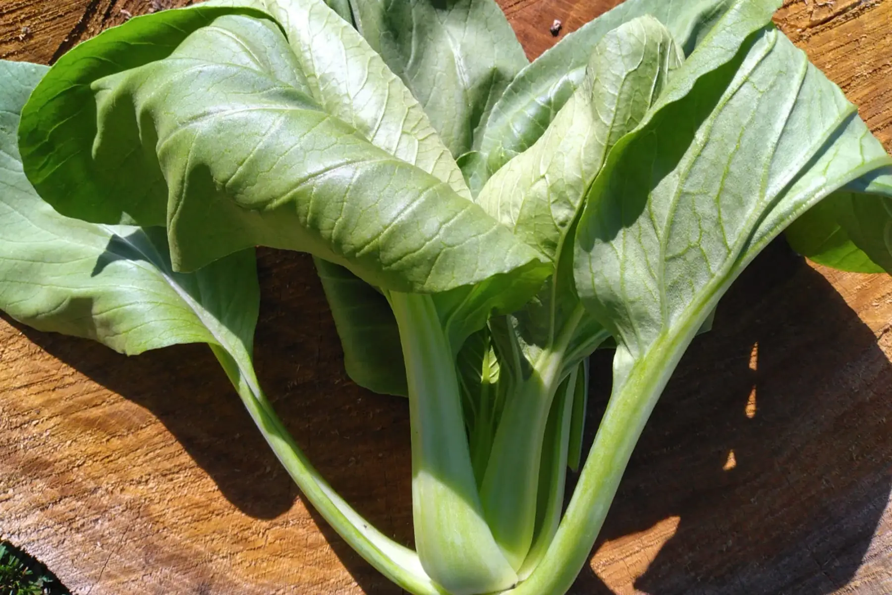 "pak choy" (chou chinois)