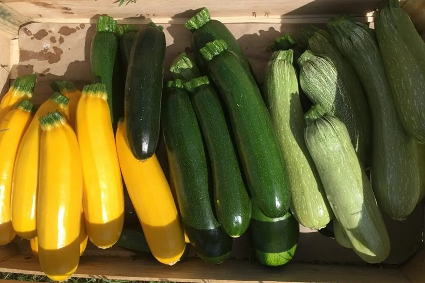 courgette primeur