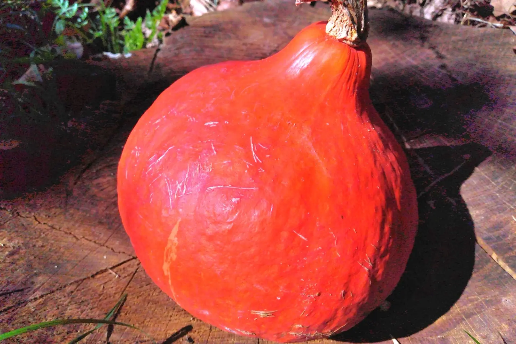 potimarron
