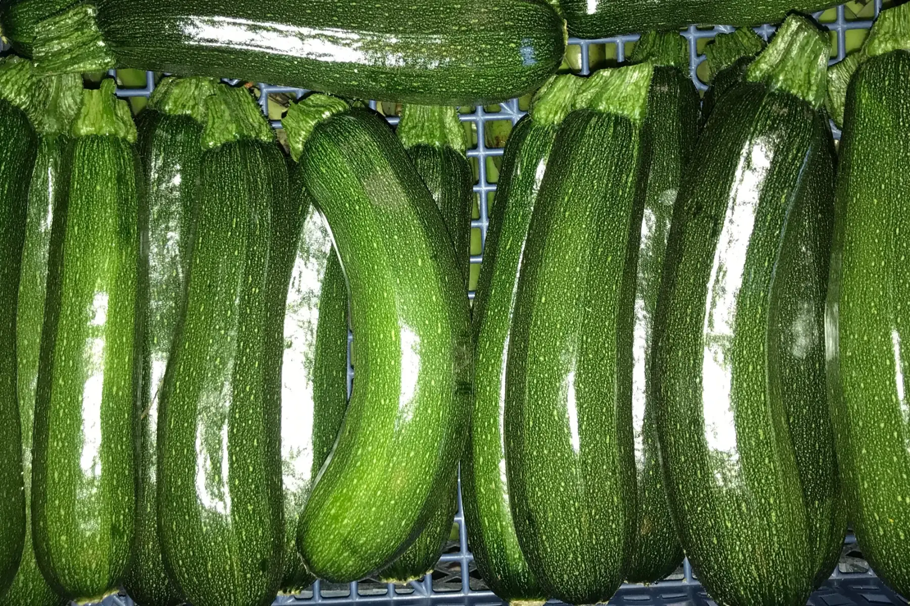 courgettes vertes