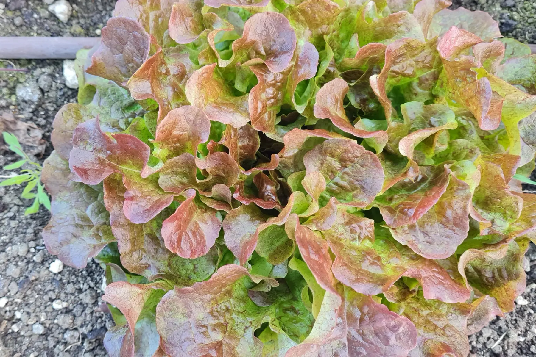 feuille de chêne rouge