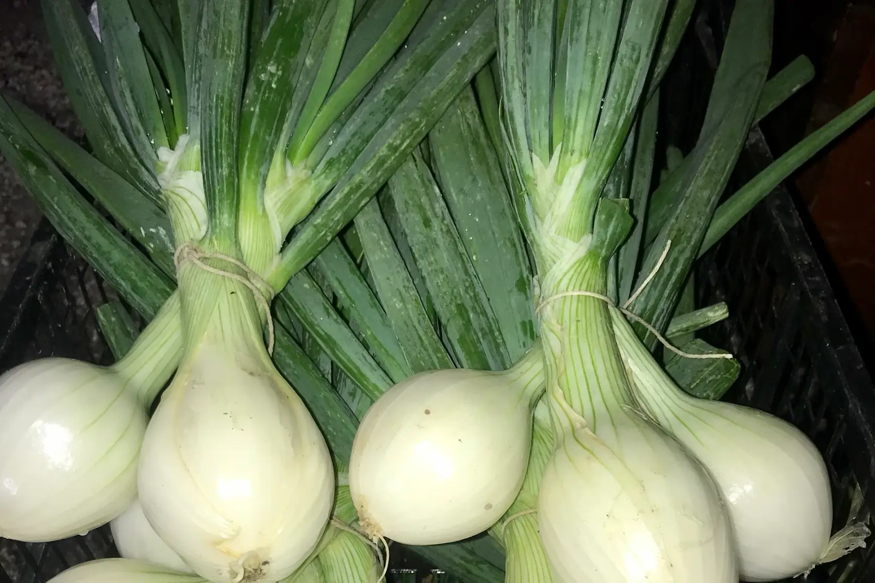 oignons nouveaux blancs