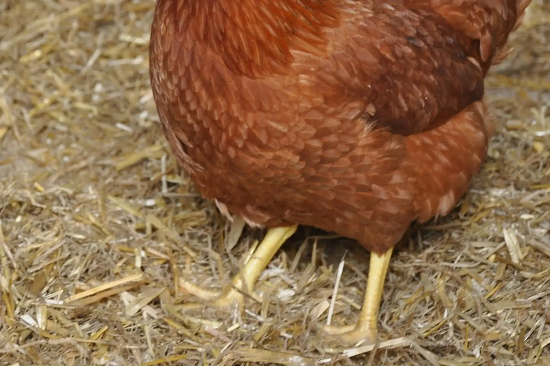 COMMANDE de poule pondeuse rousse