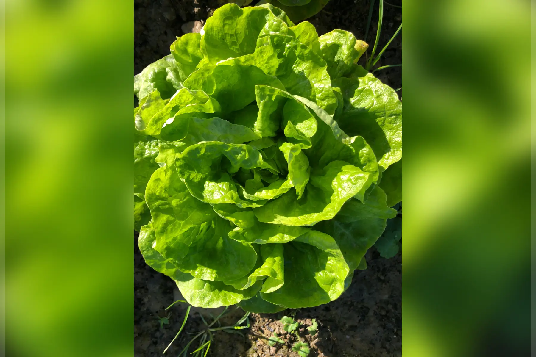 laitue pommée d'hiver