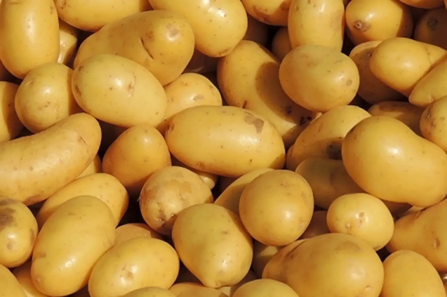 pommes de terre nouvelles