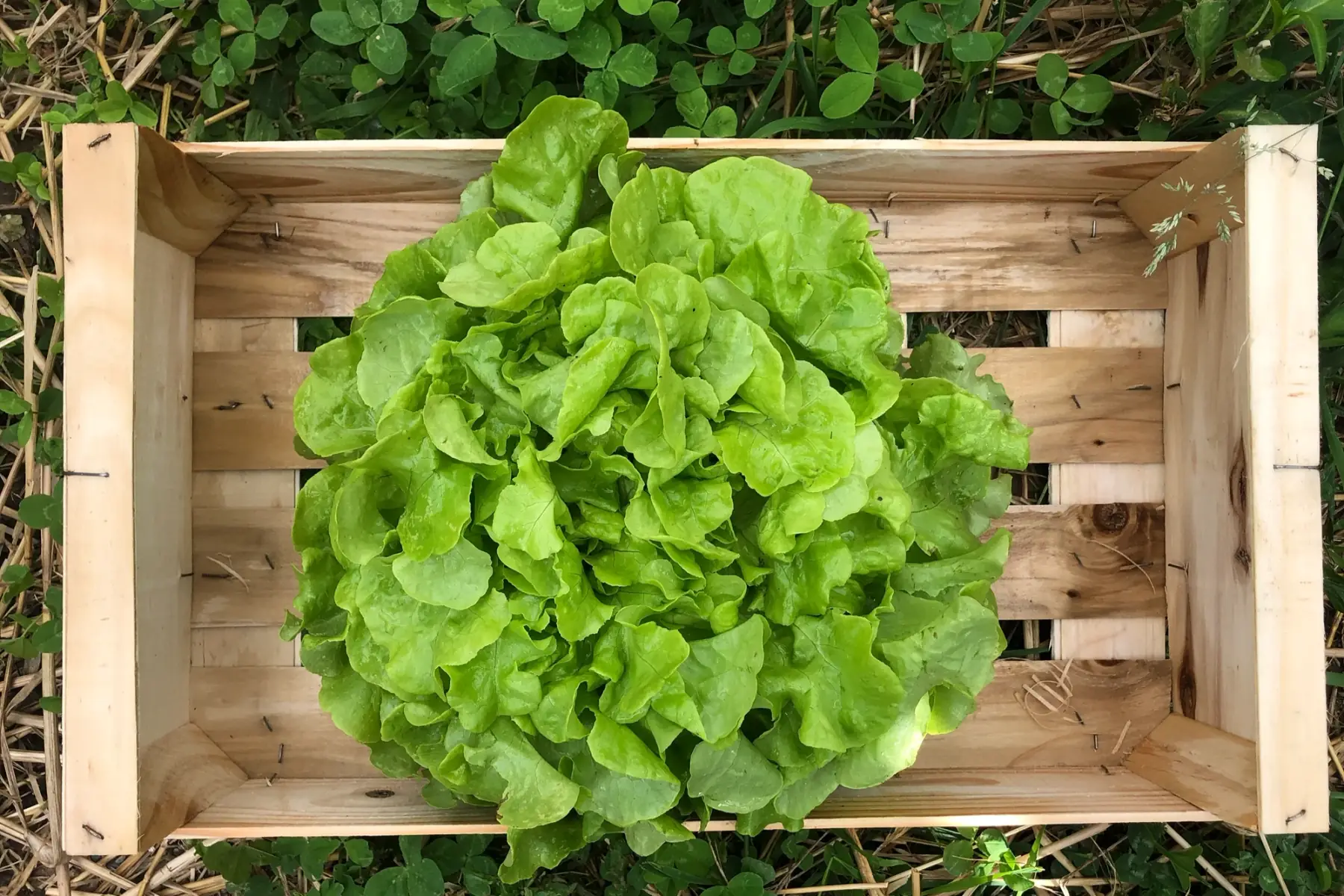 laitue feuille de chêne blonde