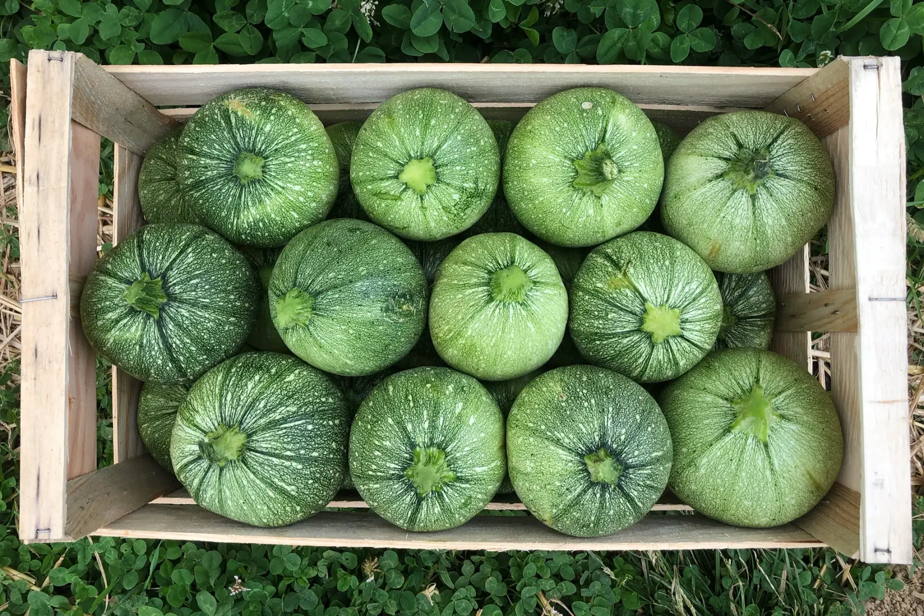 courgettes "ronde de nice"