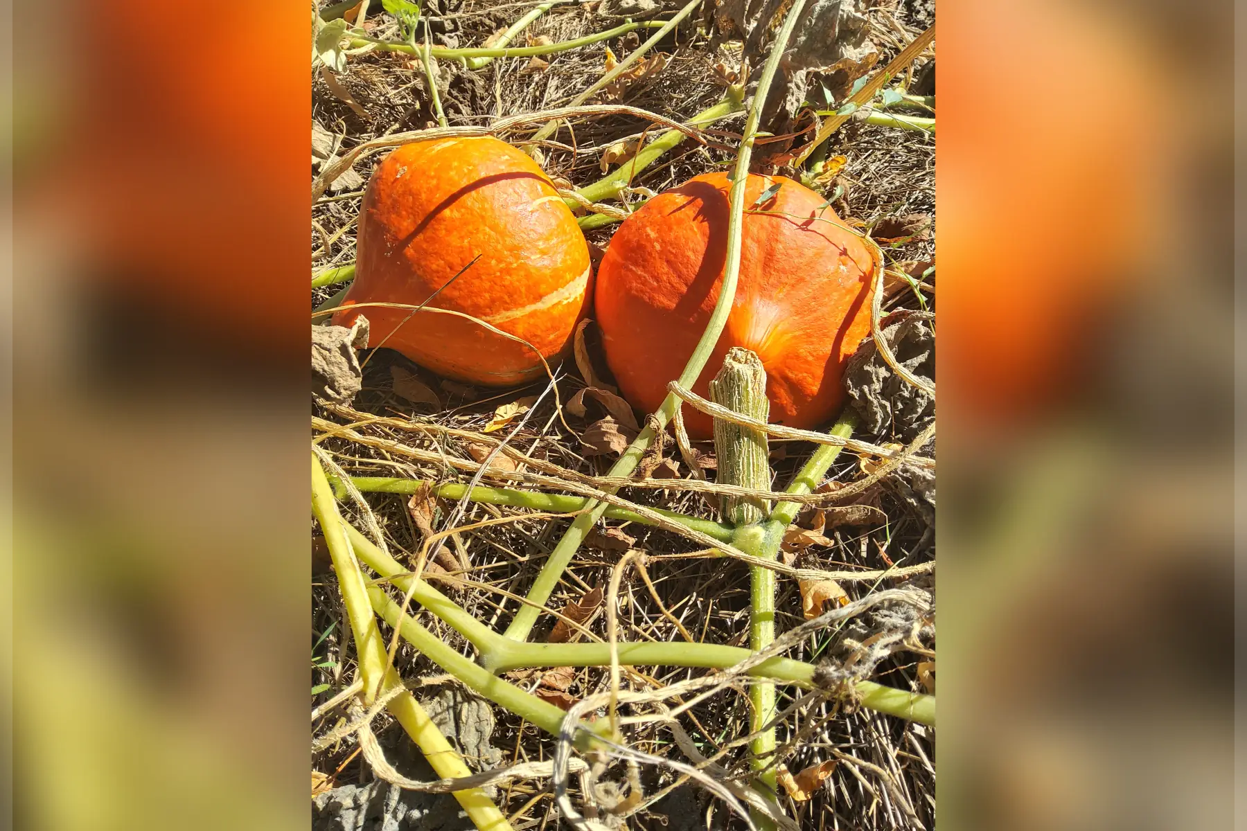 Potimarron