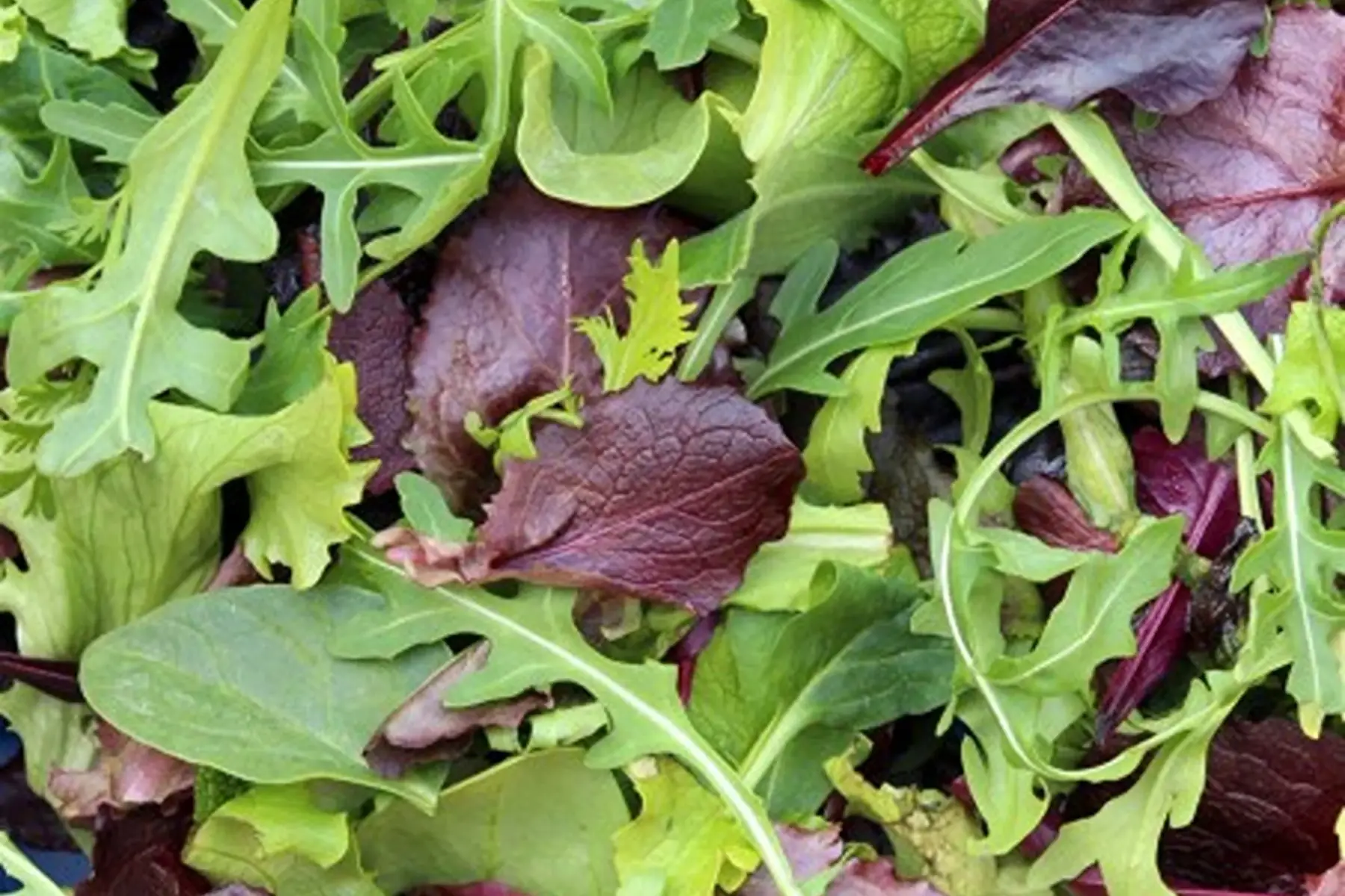 Mesclun - sachet de 200g