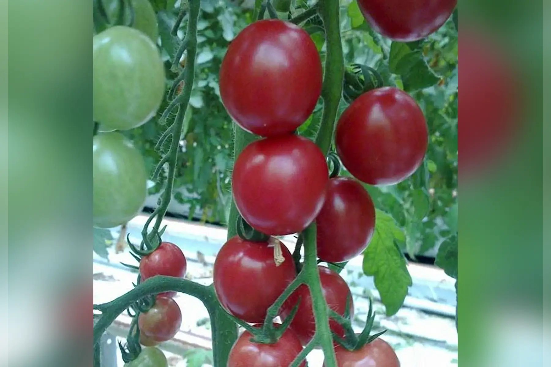 plant de tomate cerise BIO - Sunpeach
