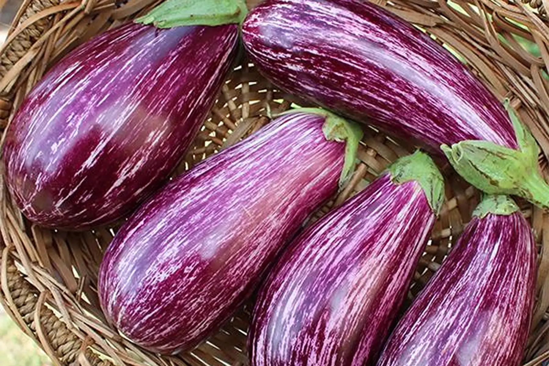 Plant d'aubergine BIO - Annina
