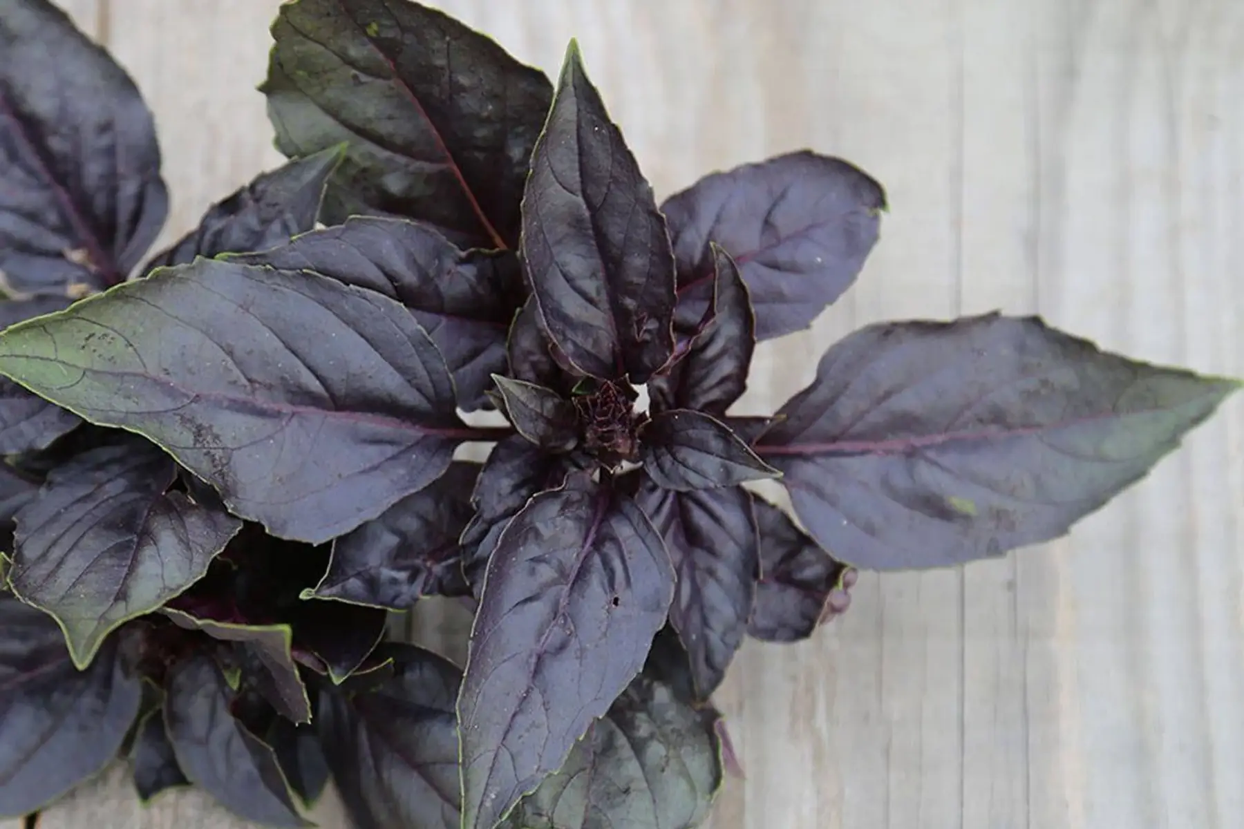 basilic pourpre - botte