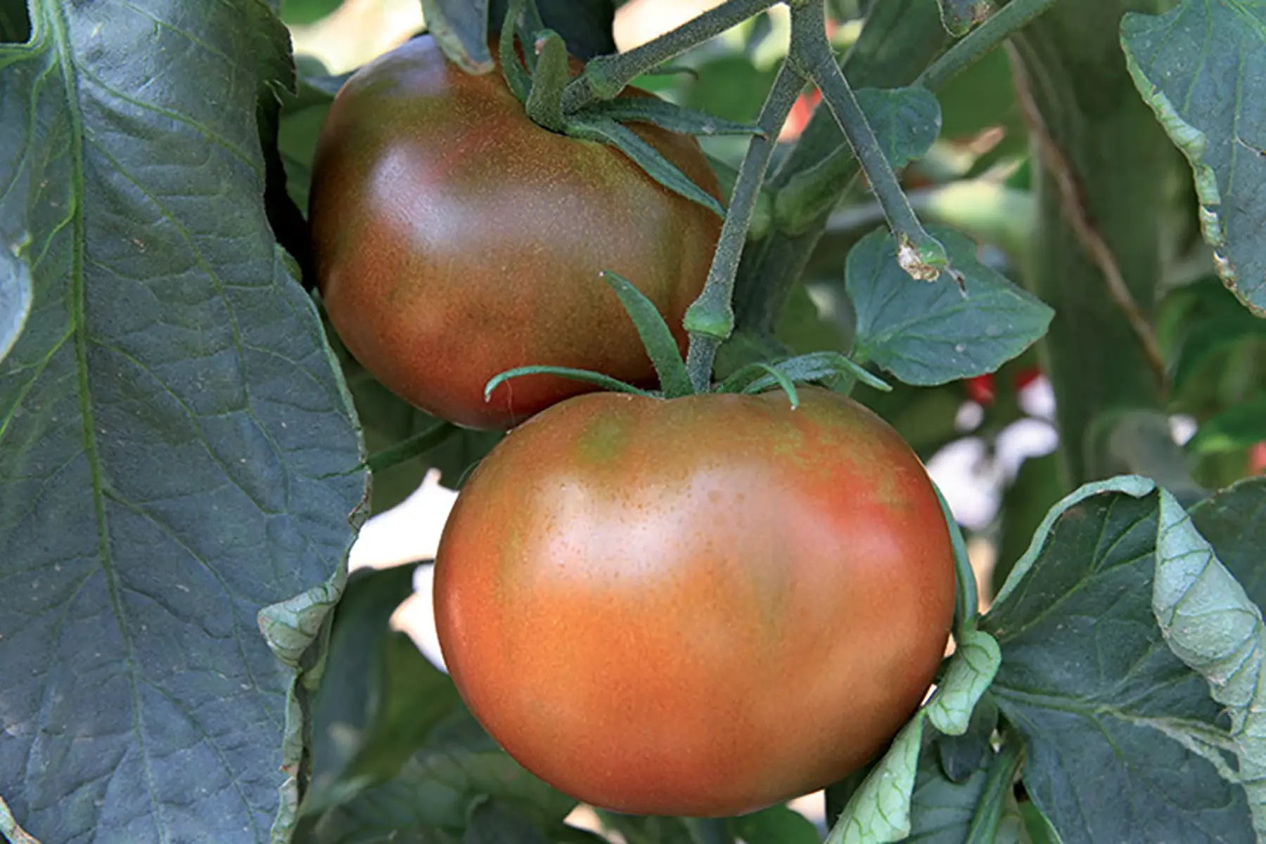 plant de tomate BIO - Marnouar