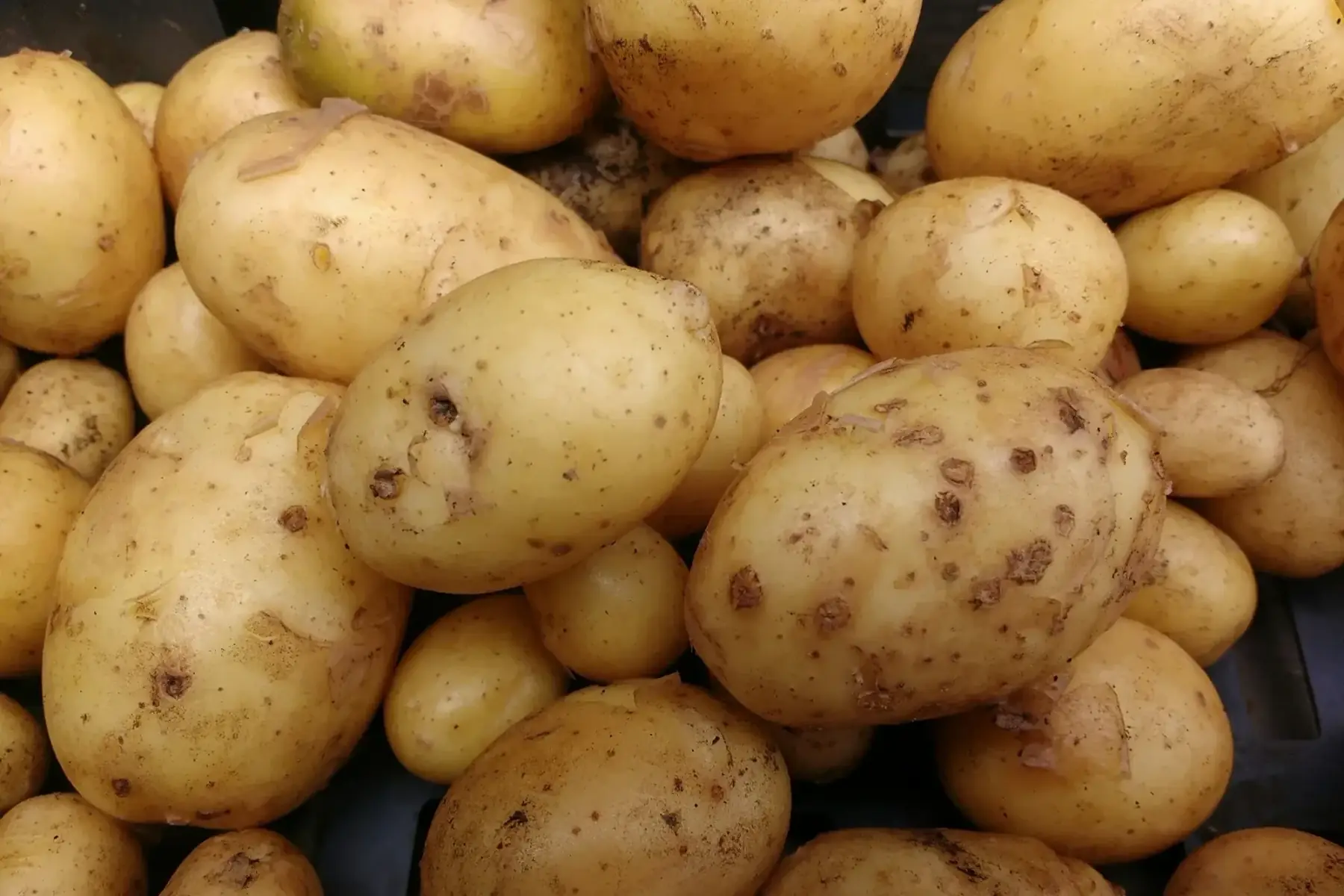 pomme de terre nouvelle