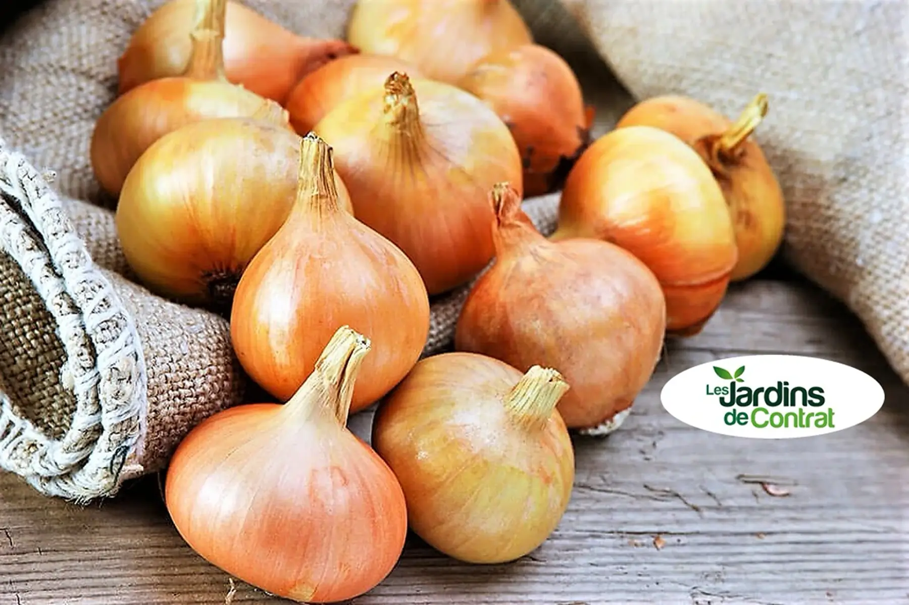 oignon jaune