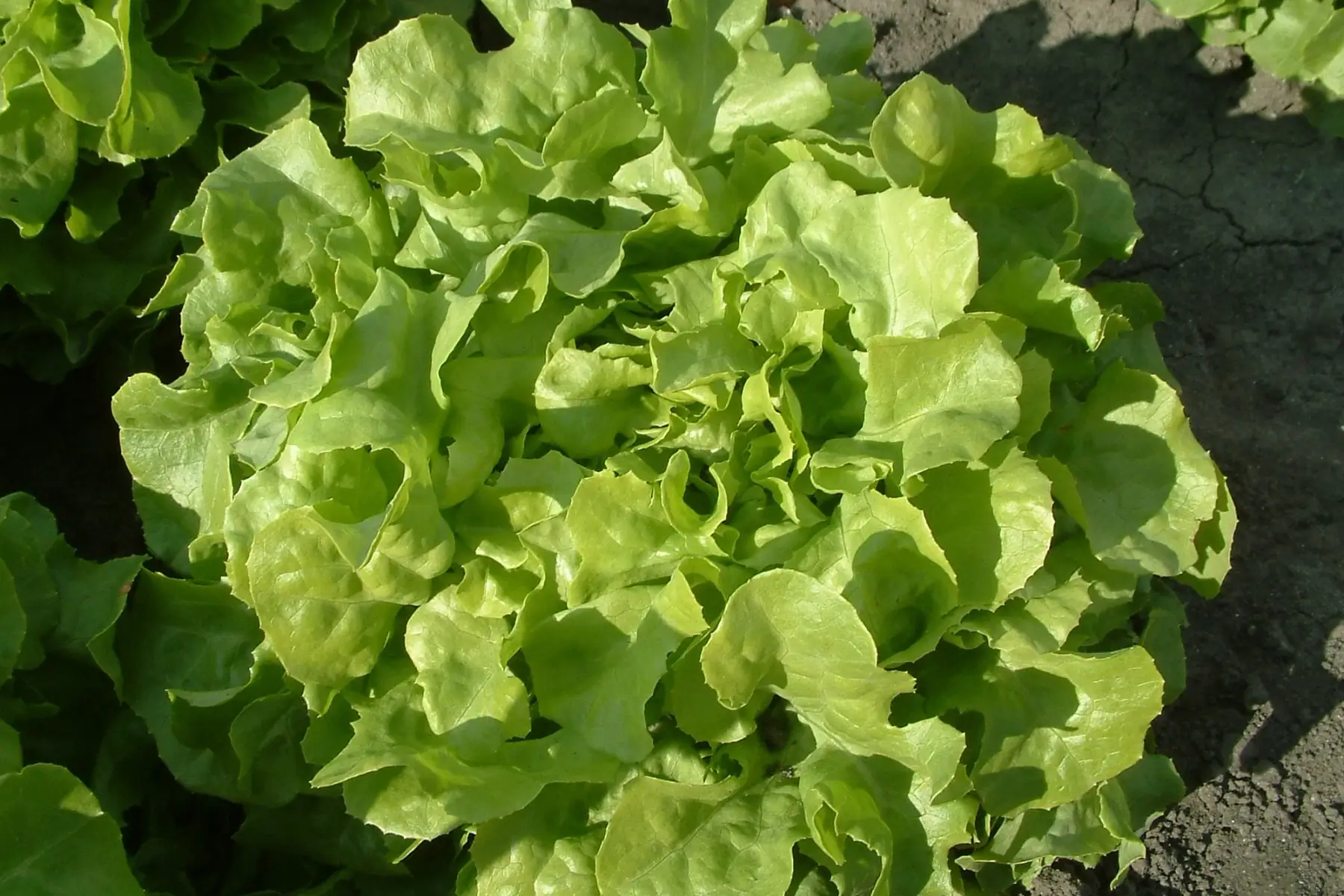 feuille de chêne verte