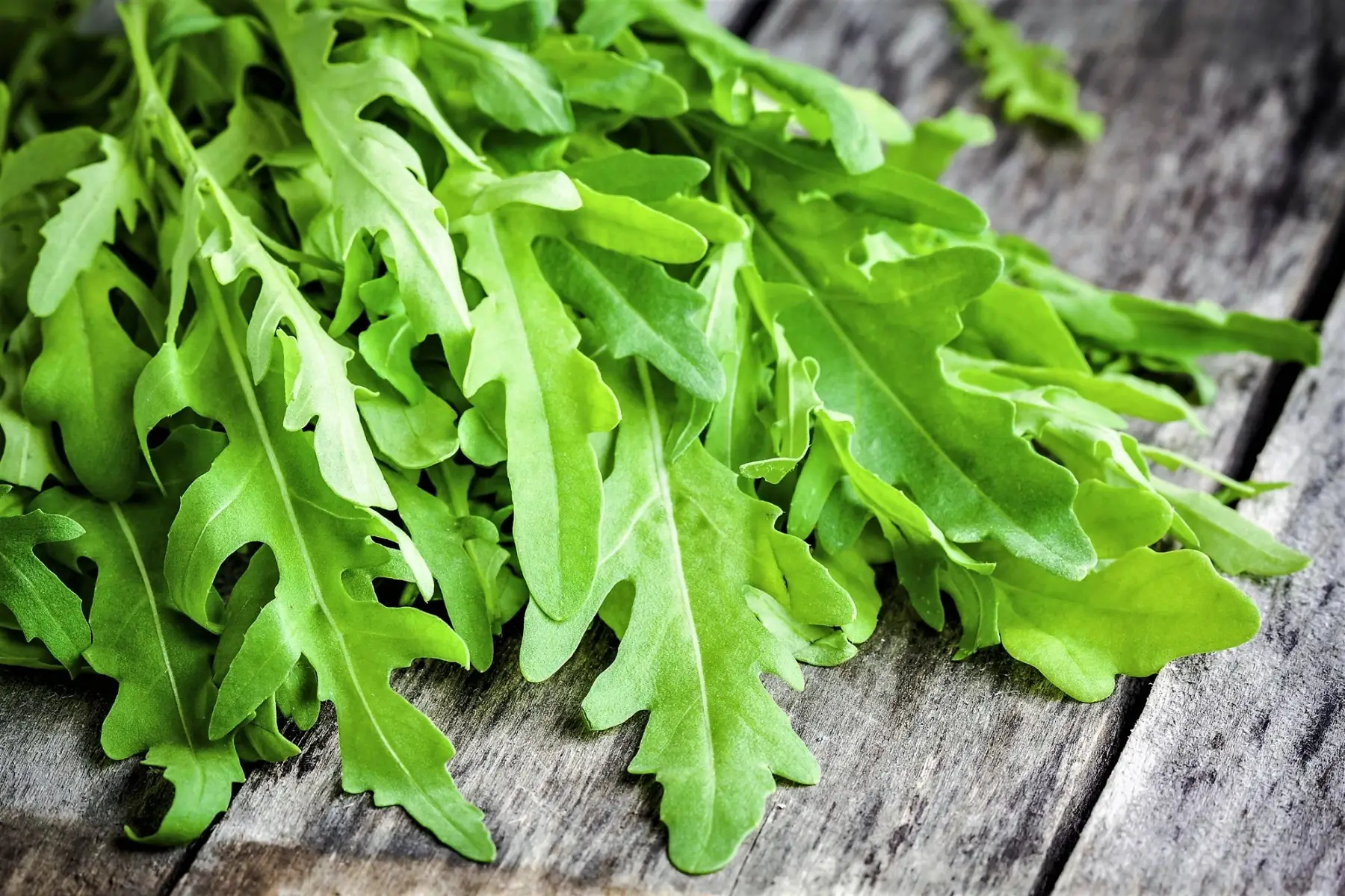 roquette - sachet de 100g