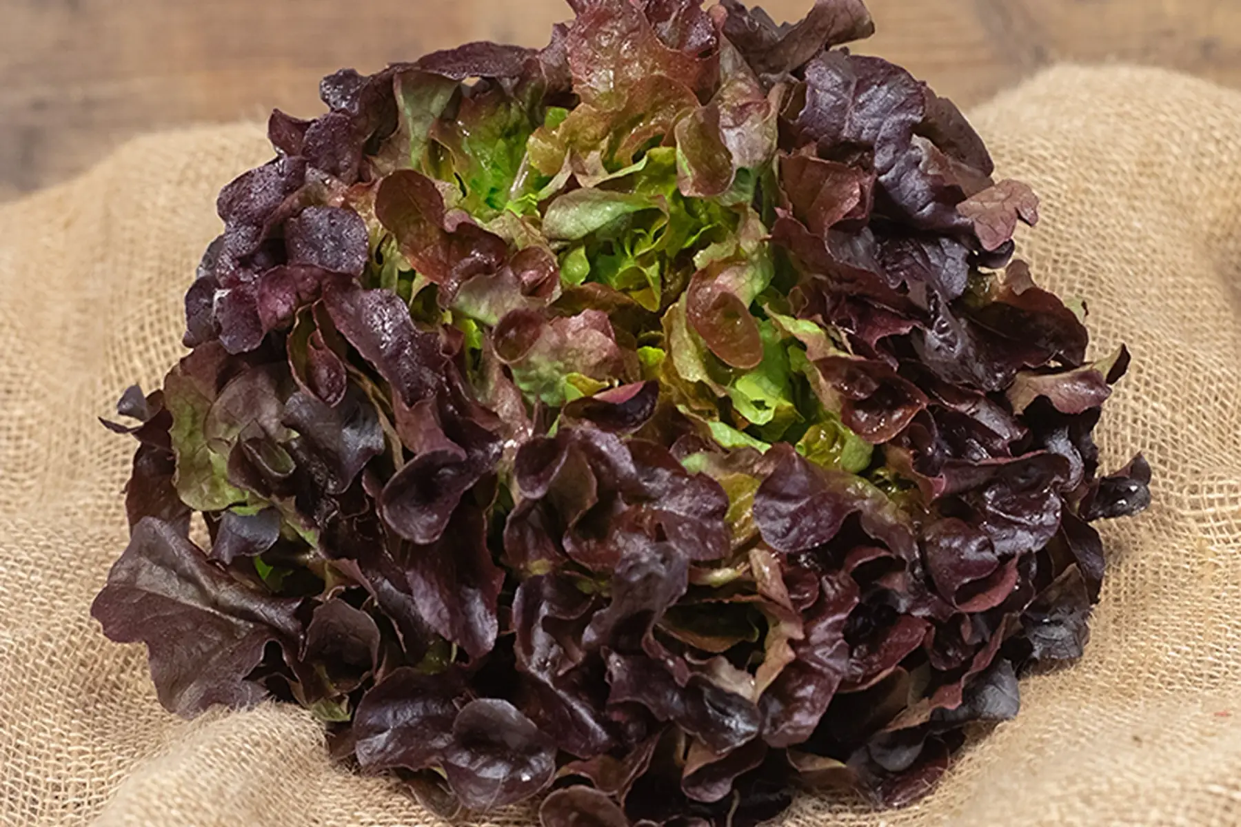 feuille de chêne rouge