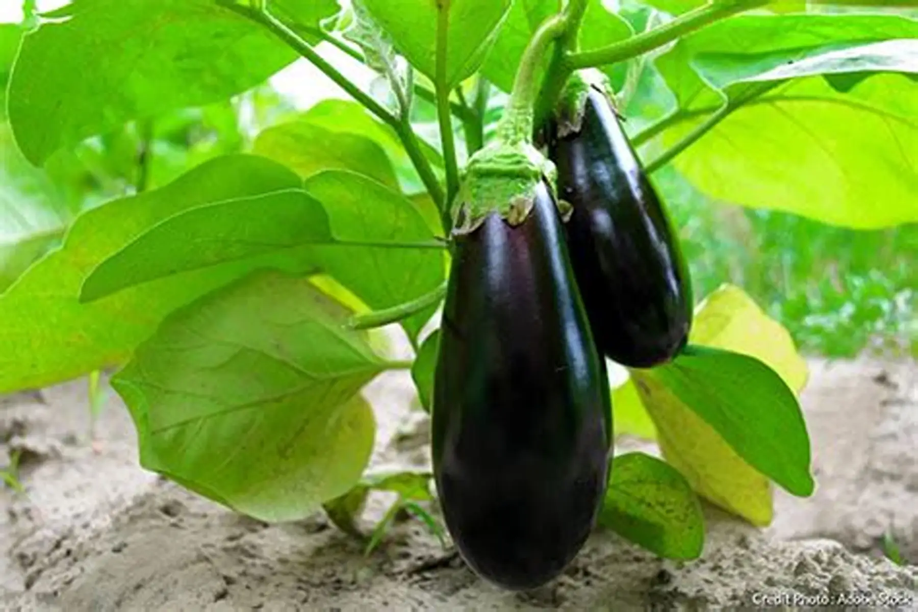 plant d'aubergine BIO - Amalia