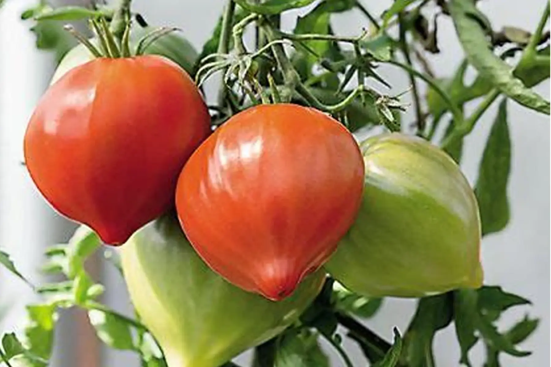 plant de tomate BIO - Dossimo