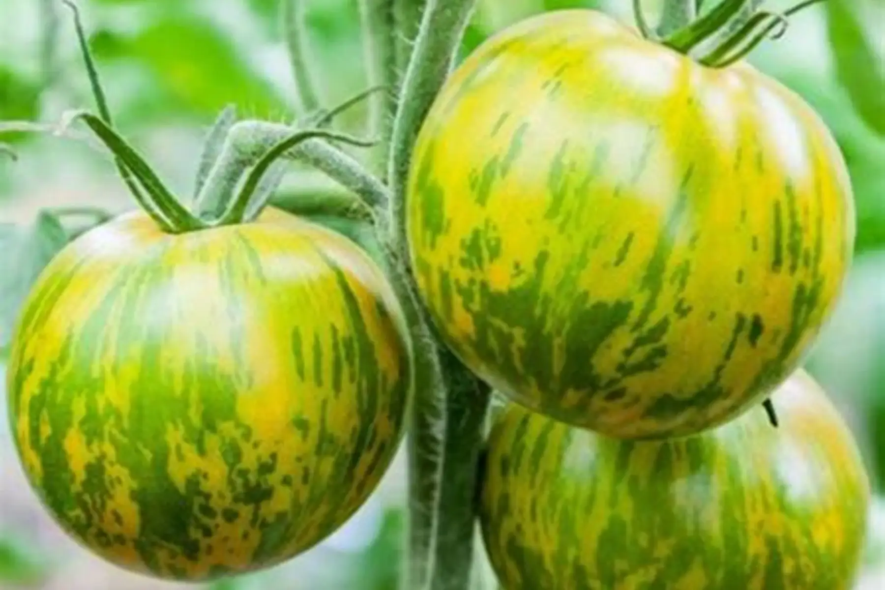 plant de tomate BIO - Tiverta