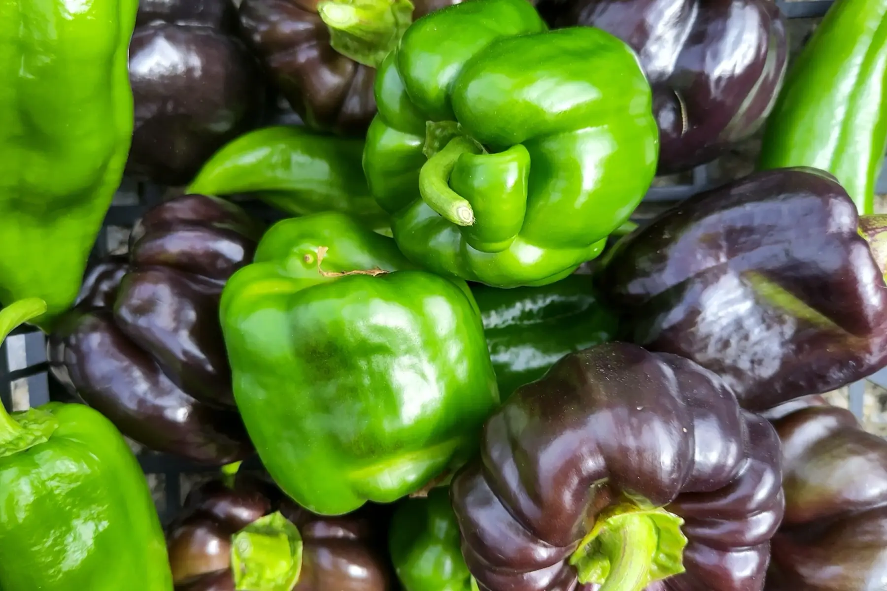 poivron vert