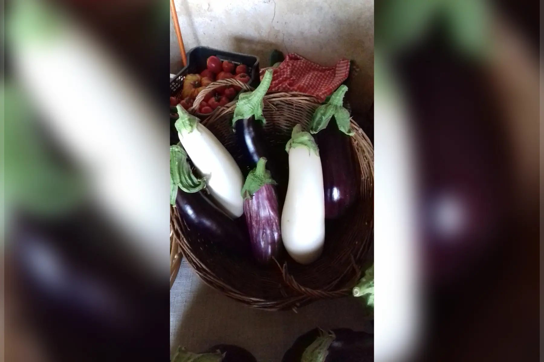 aubergine