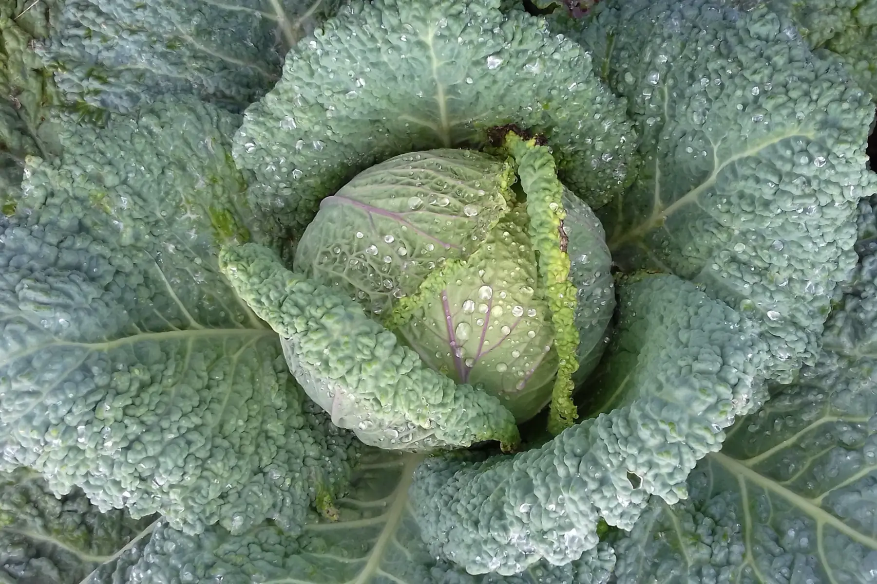 chou vert