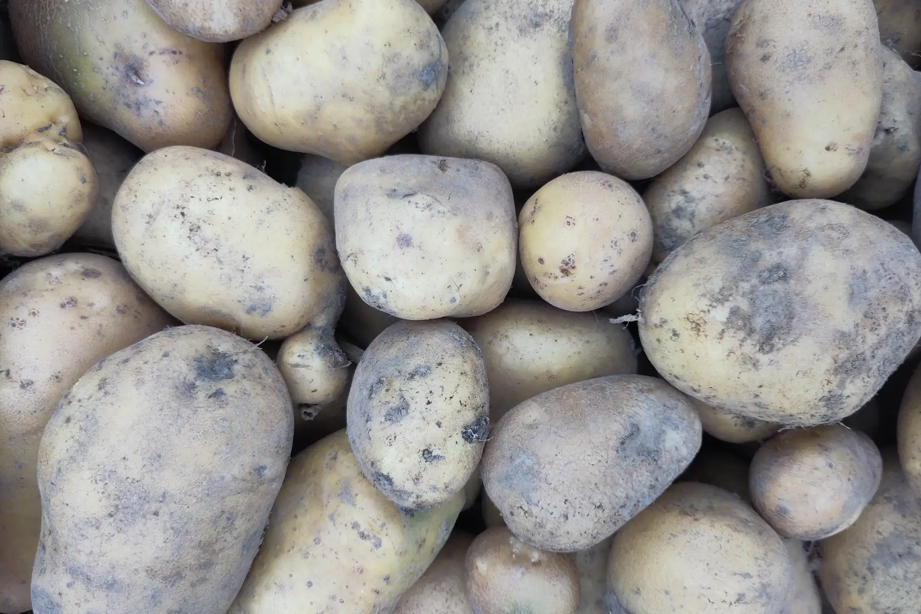 pomme de terre à chair tendre