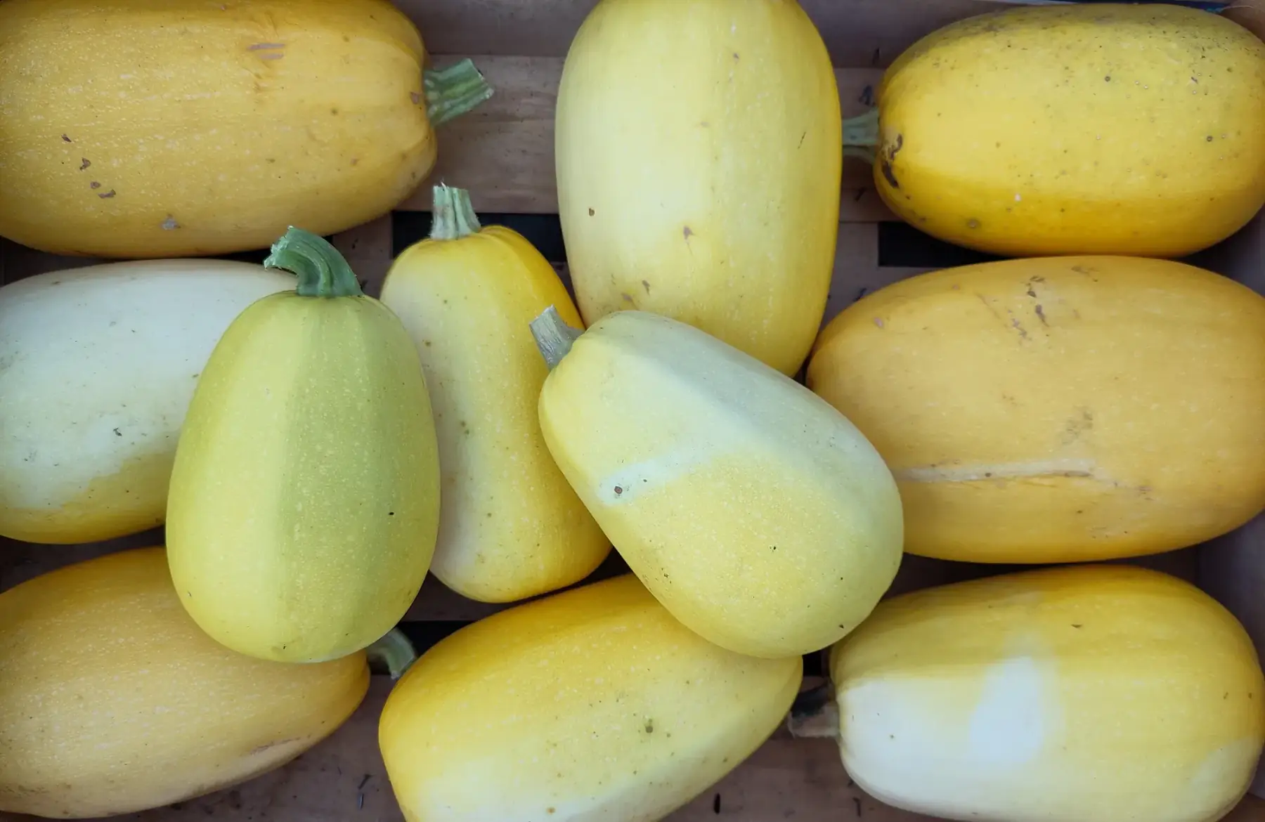 courge spaghetti