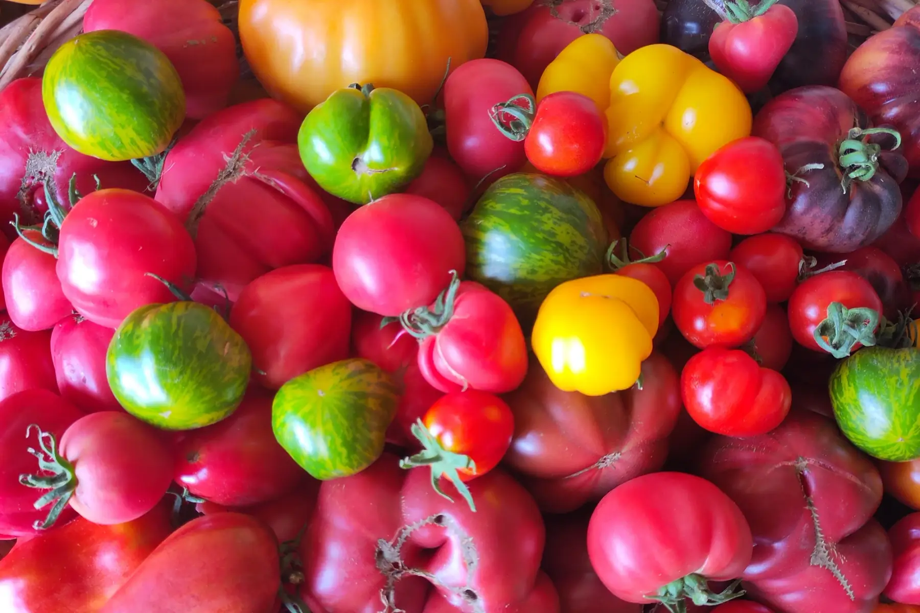 tomate