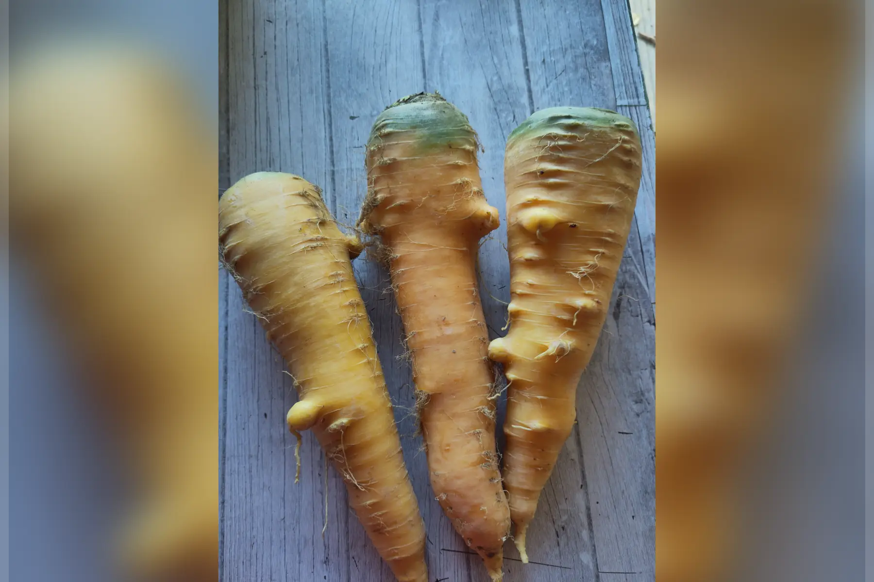 Les Jardins du Theil