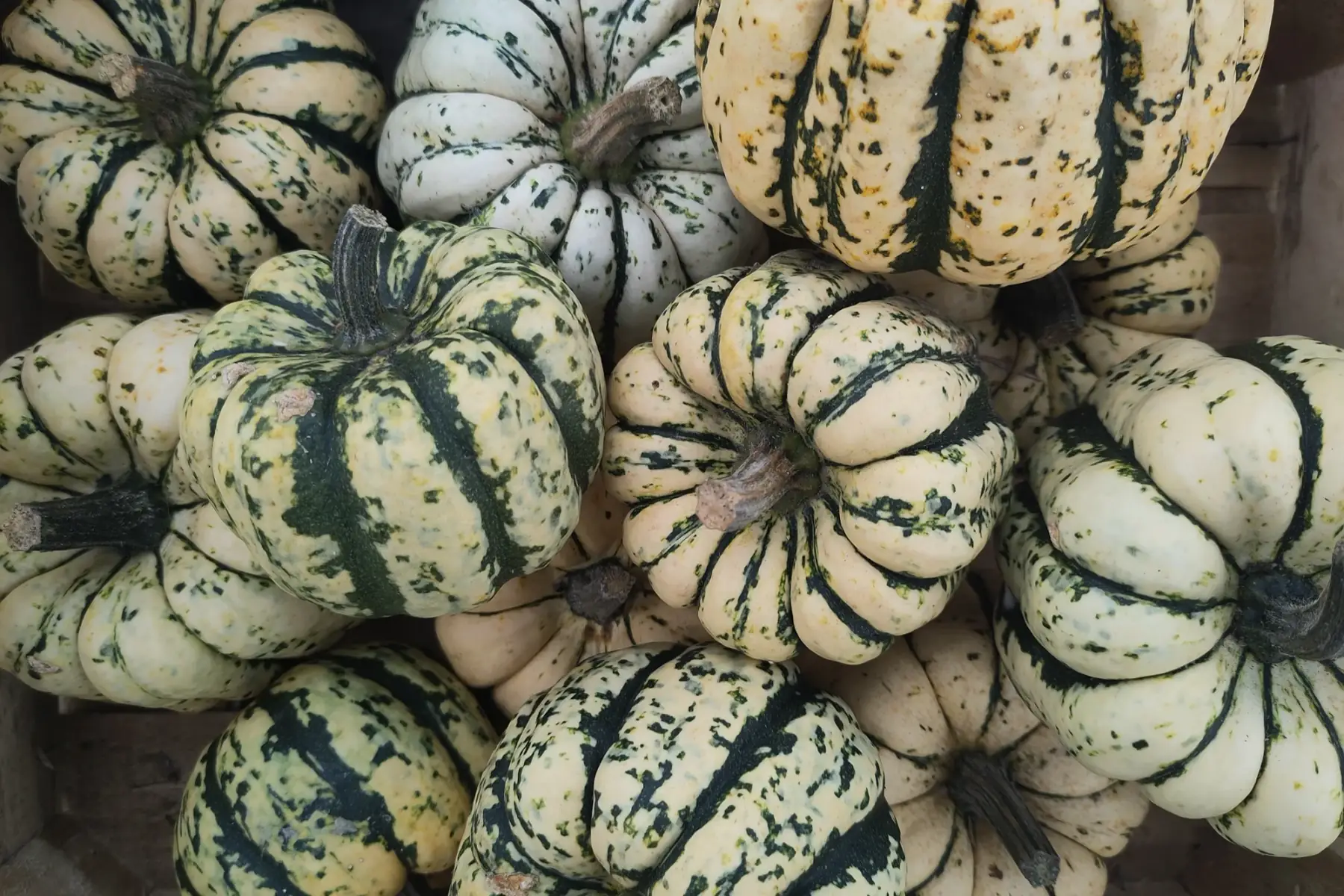 courge patidou