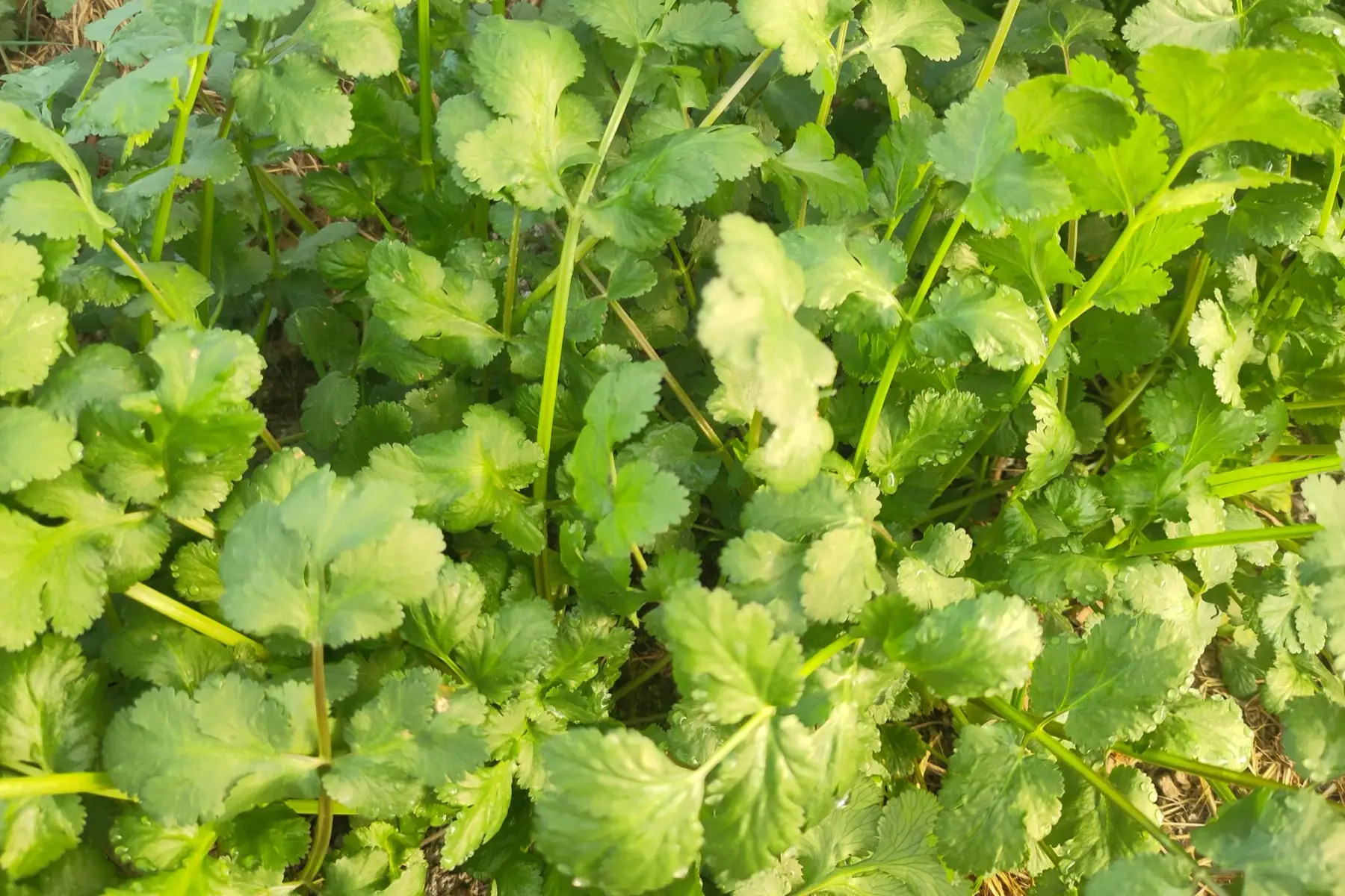 coriandre