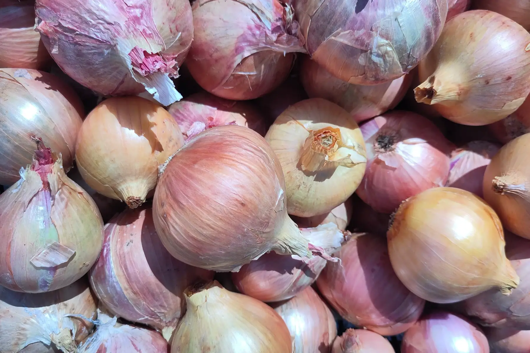 oignon jaune et rose