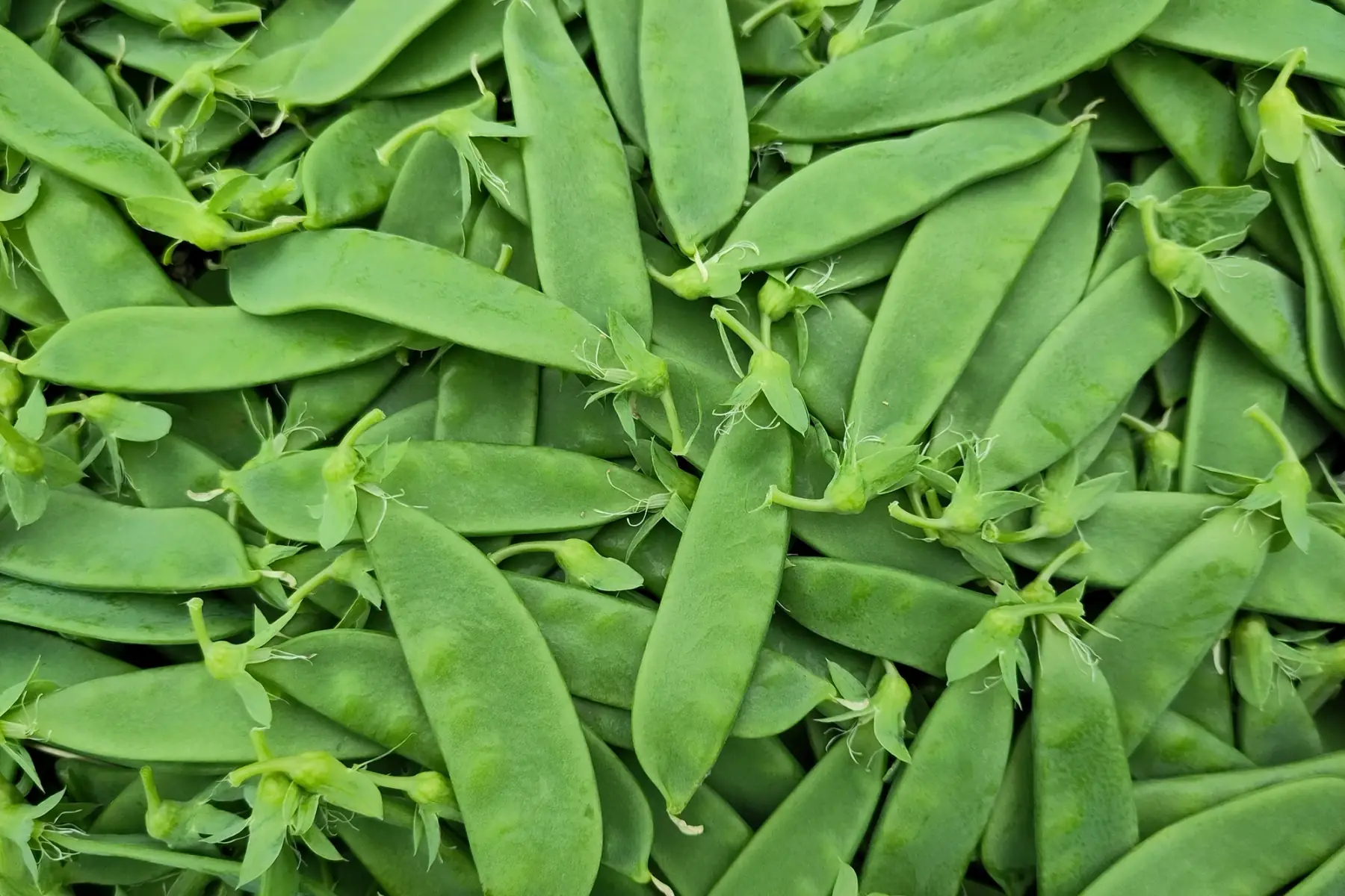 pois mange tout