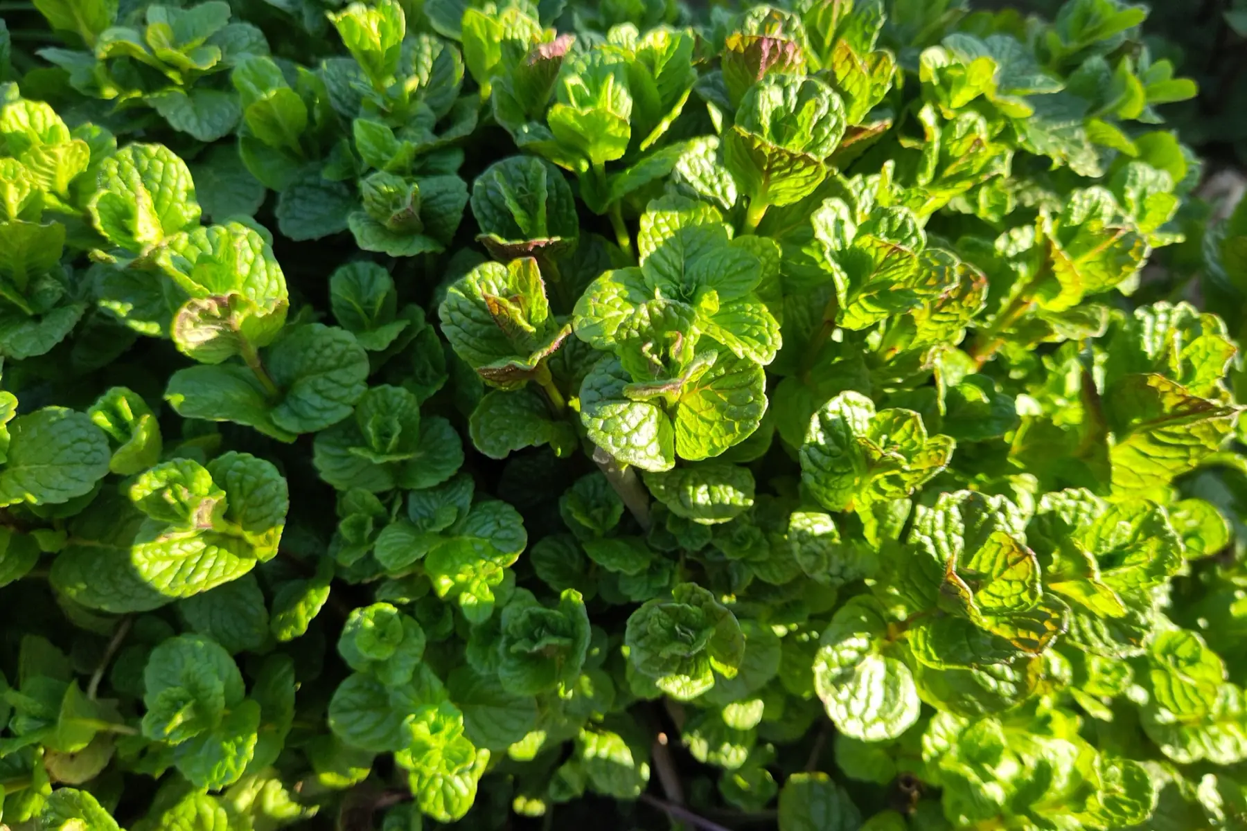 menthe