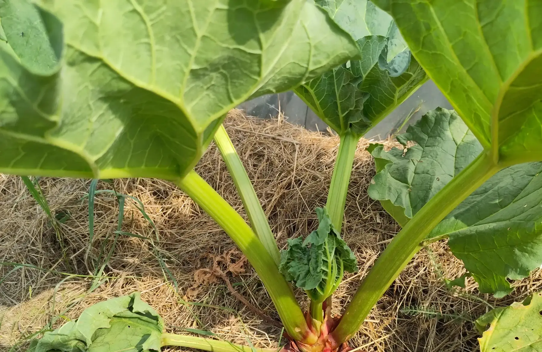 rhubarbe
