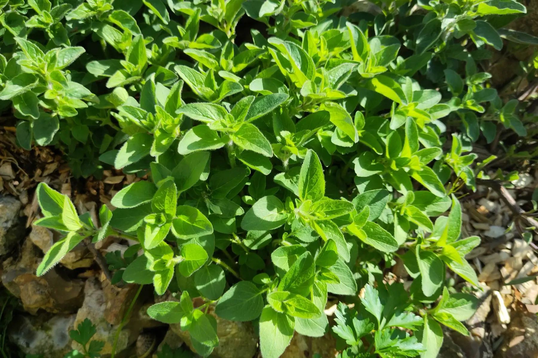 origan