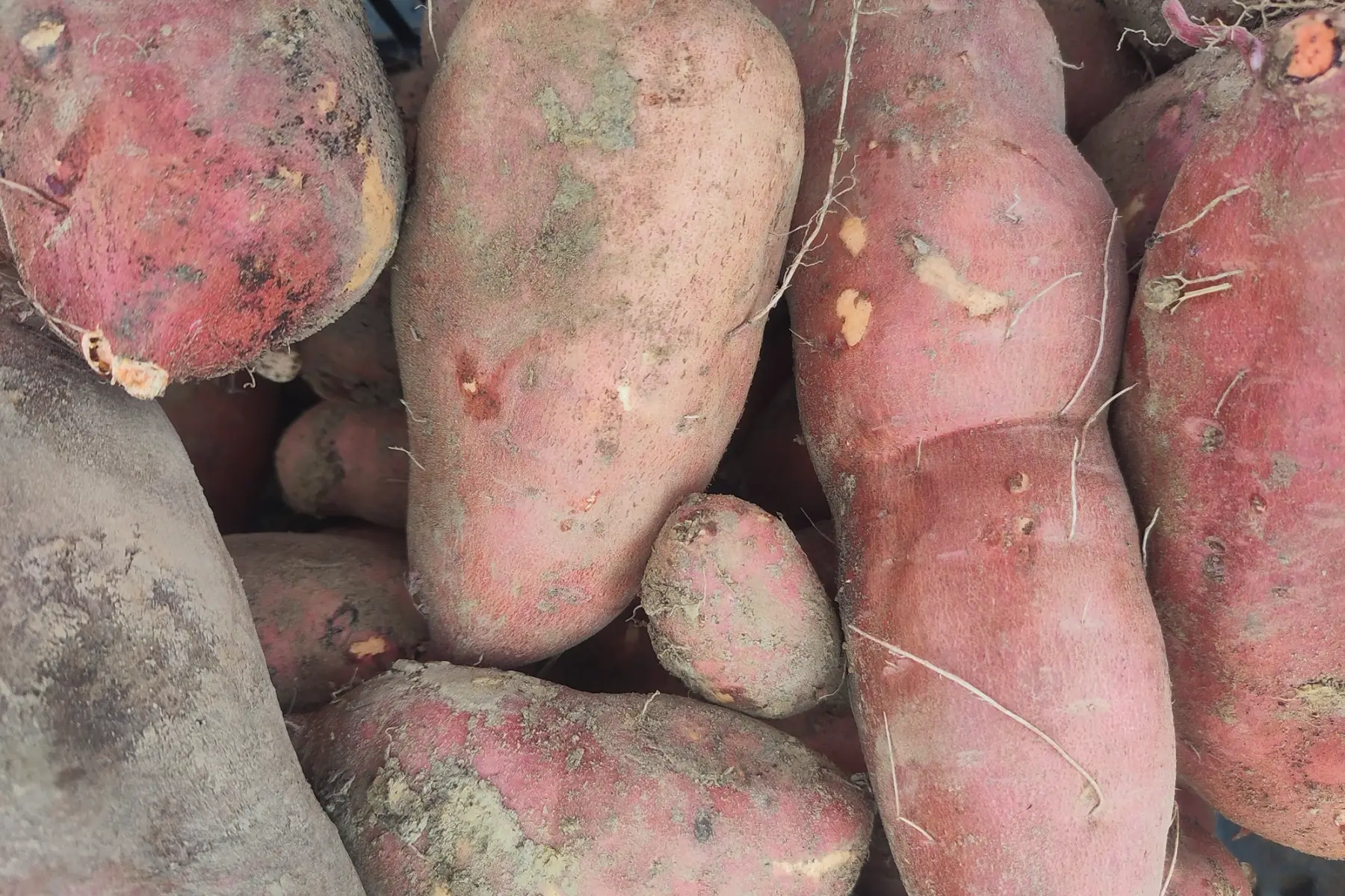 patate douce