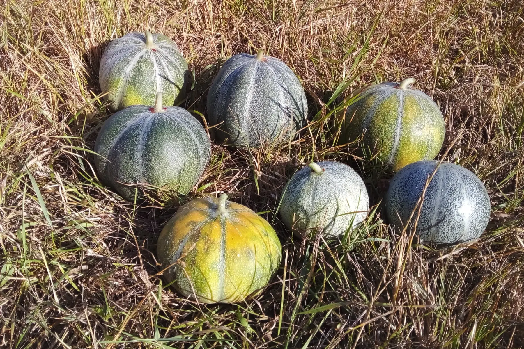 melon