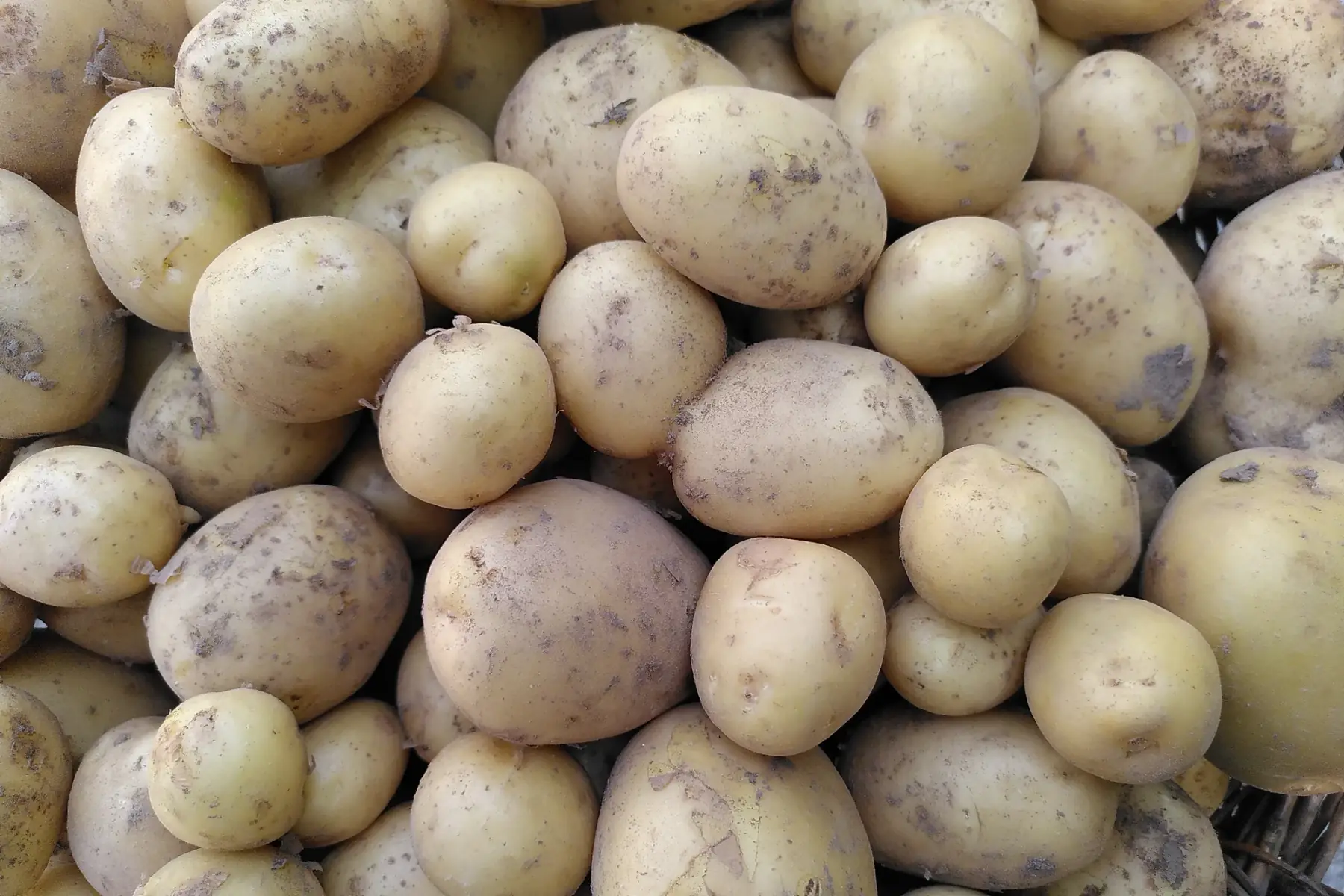 pomme de terre à chair ferme