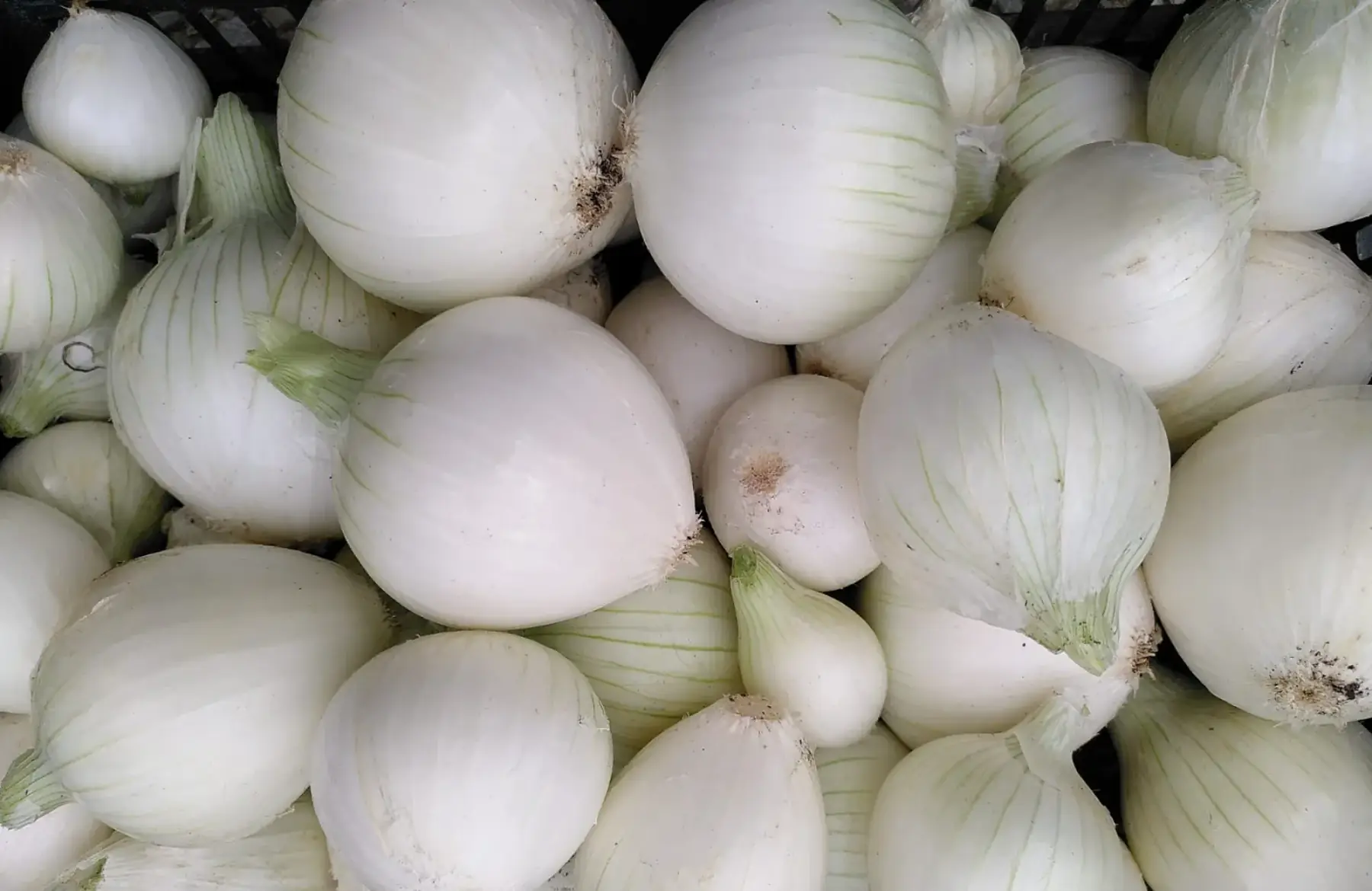 oignon blanc