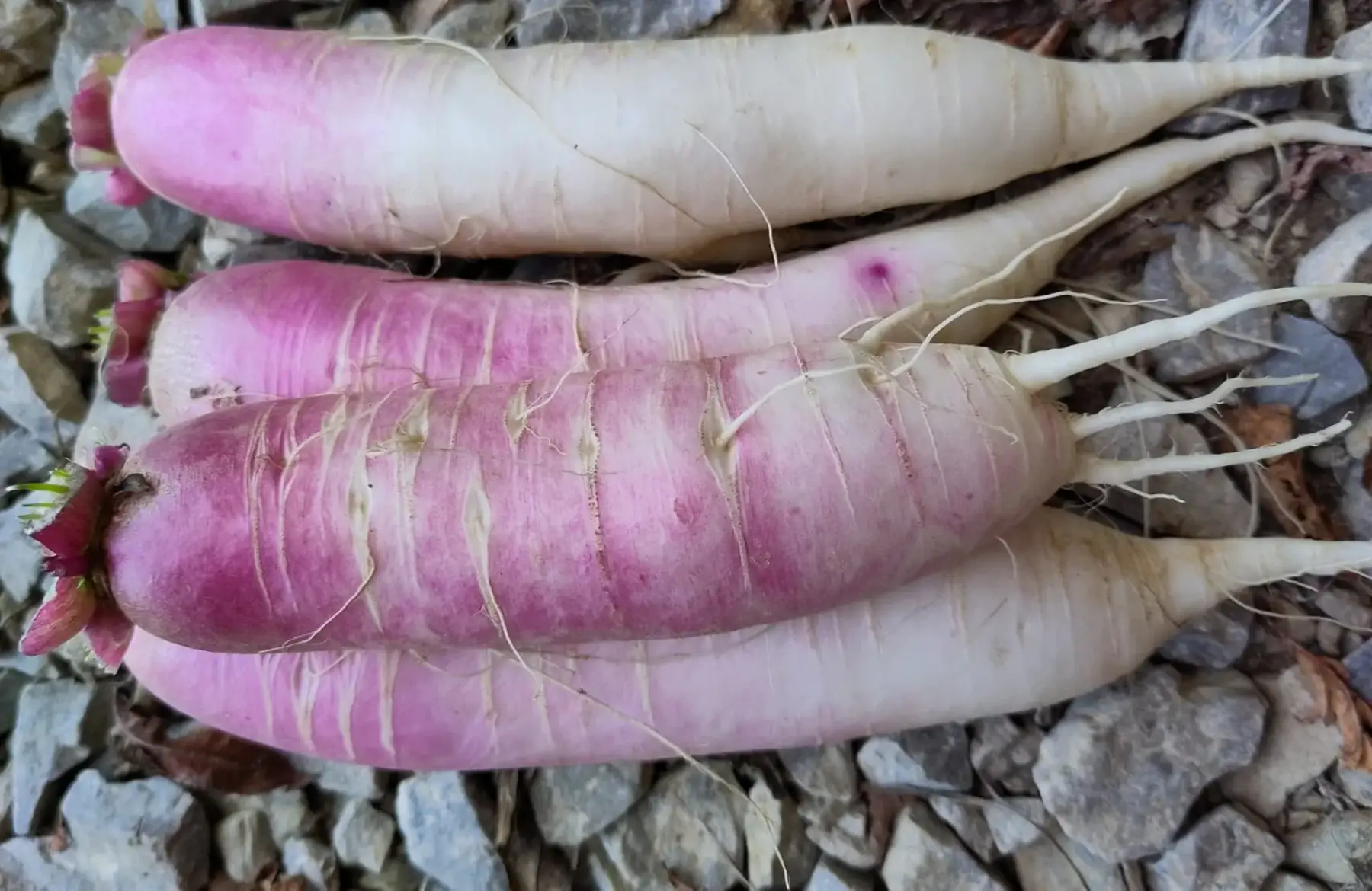 radis d'hiver rose
