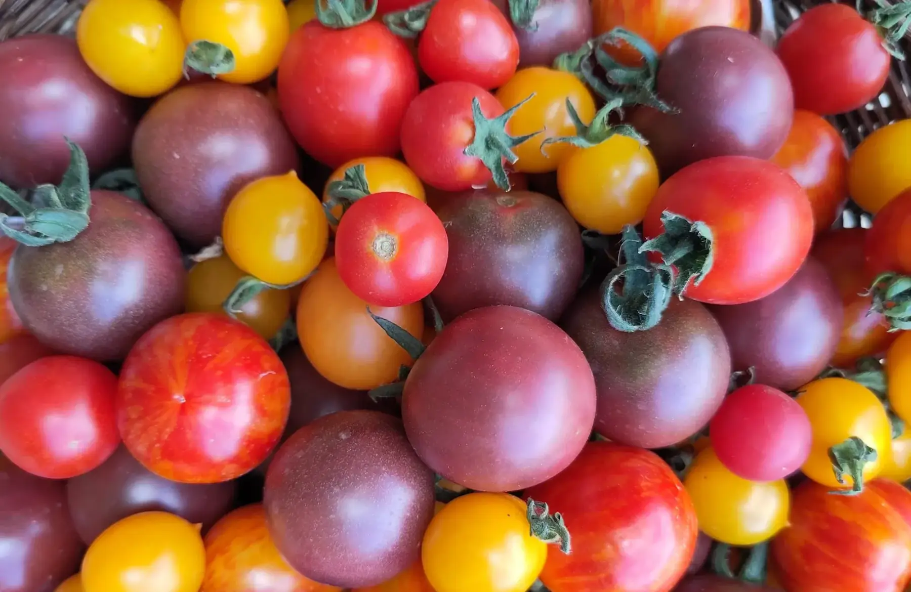 tomate cerise