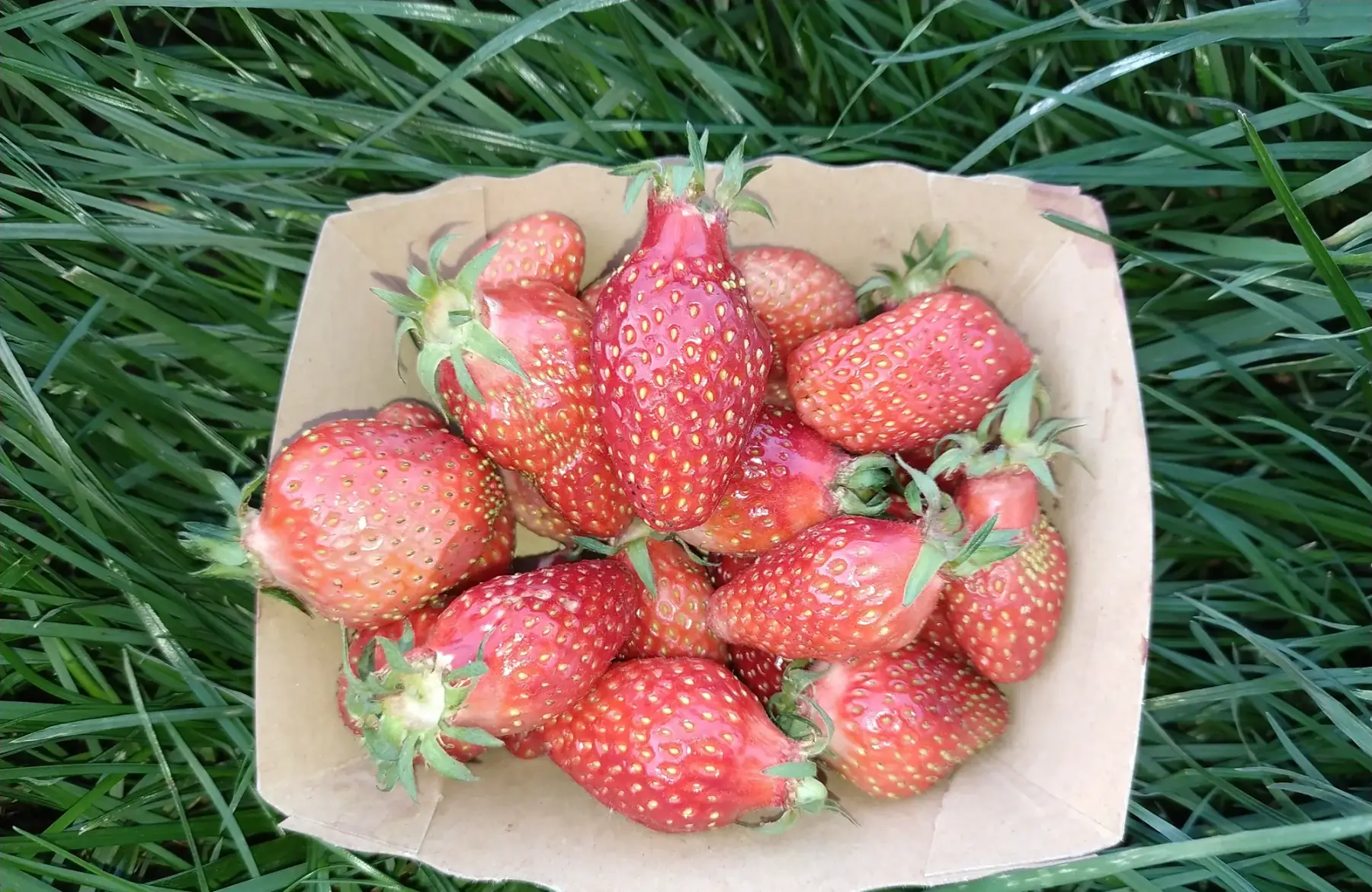 Barquette de fraises