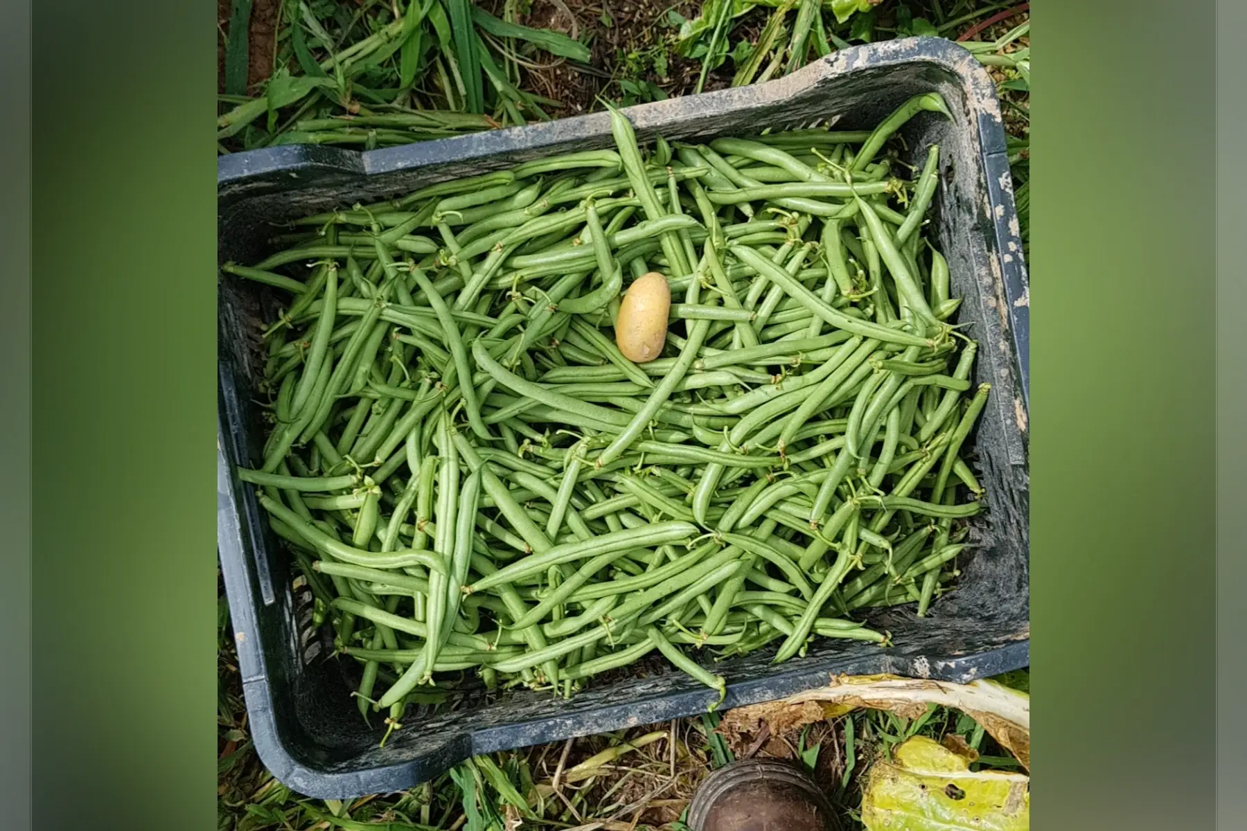 haricot vert