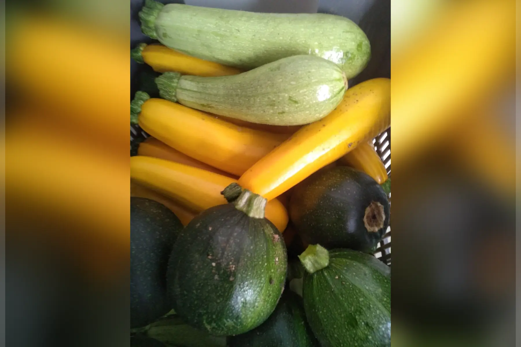 courgette jaune et blanche