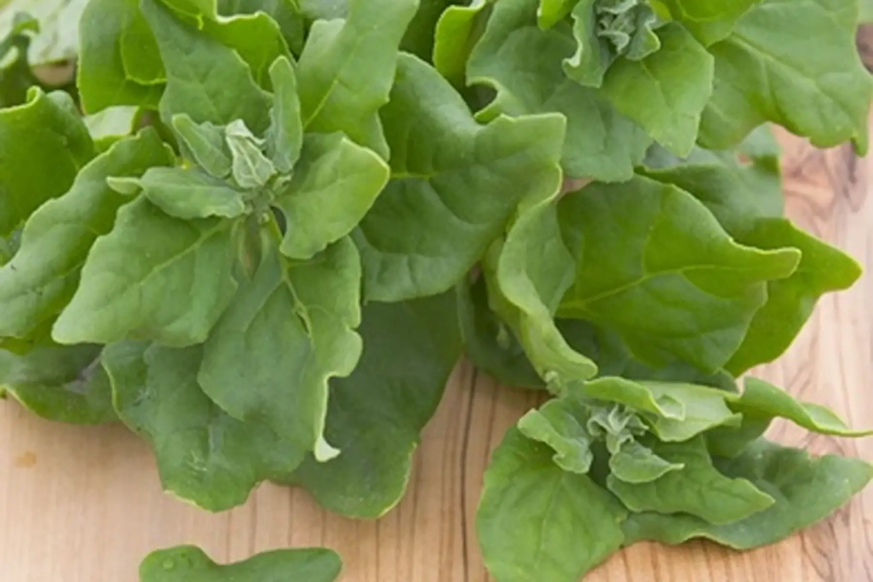 tétragone ( épinard d'été)