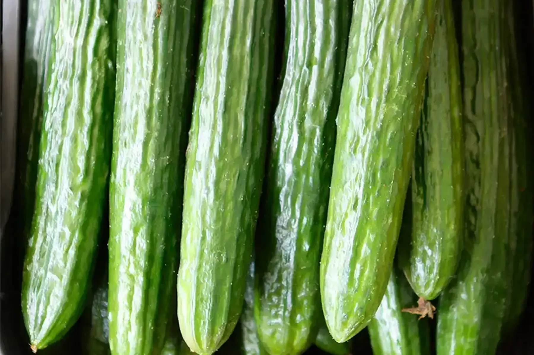 concombre long